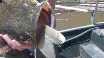 The Walleye Trap  In-Depth Outdoors