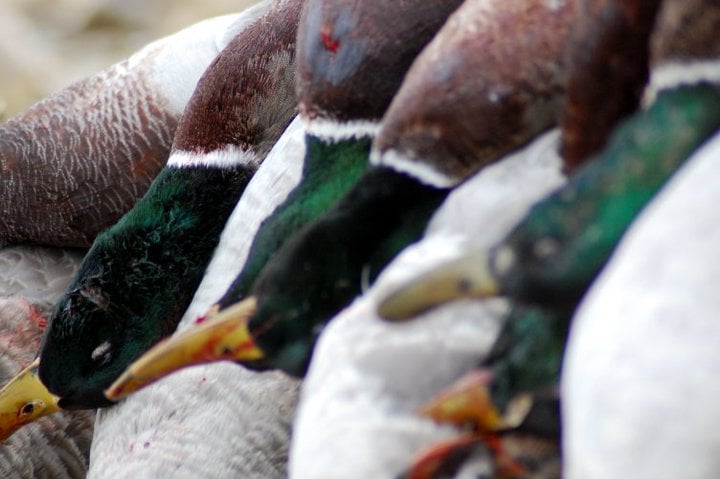 North Dakota Should be on Your Duck Hunting Bucket List