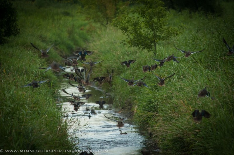 Photo by Bret Amundson, Minnesota Sporting Journal 