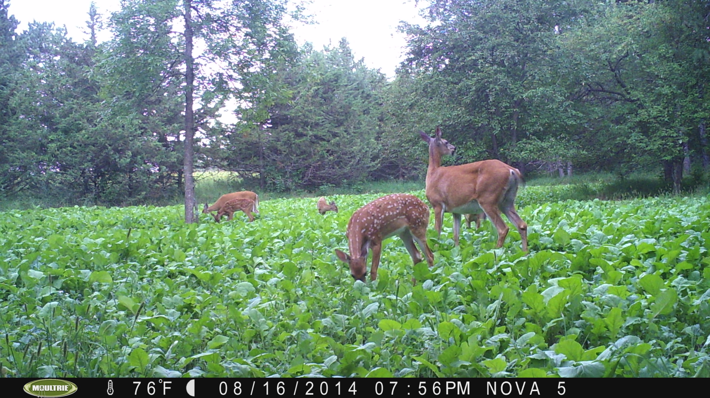 brassica doing well plots wildlife