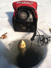 bluegill and Lx5 tall