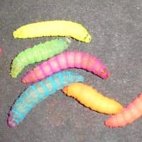 Colored Wax Worms, Live and Mummified - Ice Fishing Forum - Ice Fishing  Forum