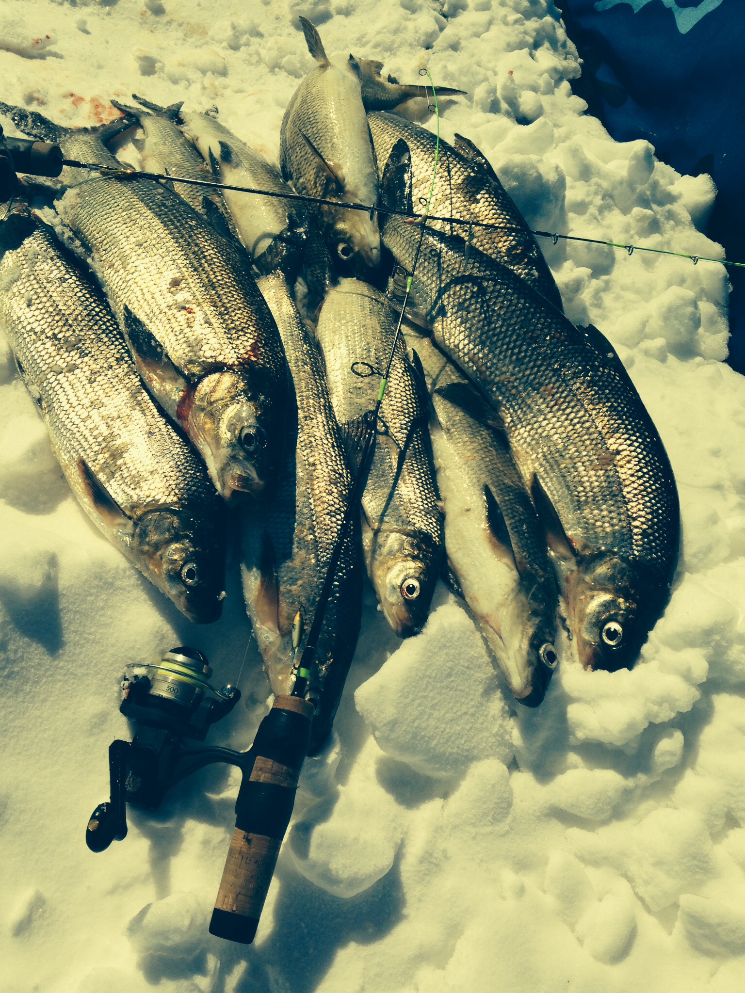 Whitefish info. …..tackle, rods, etc - Ice Fishing Forum - Ice