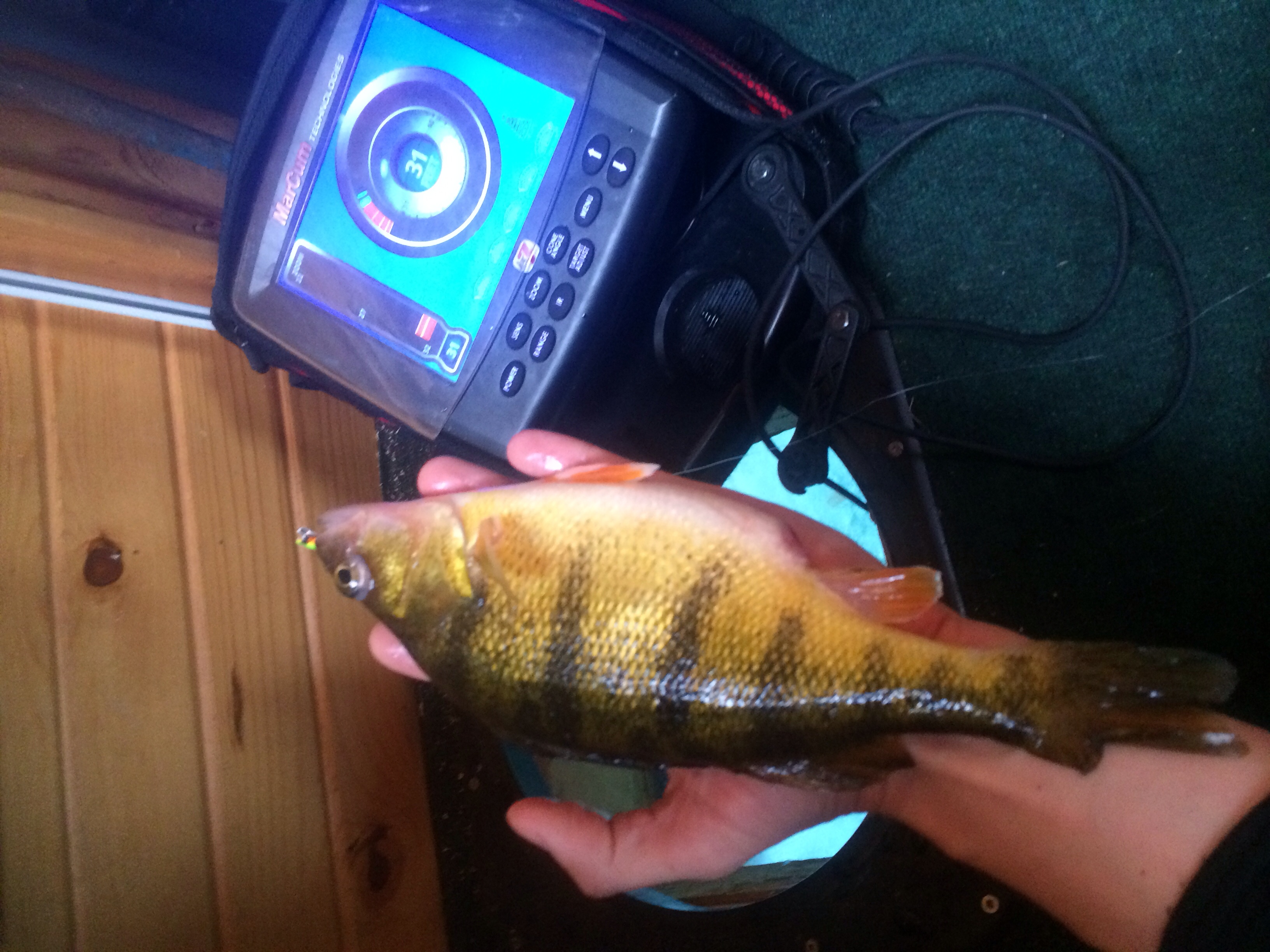 Mille Lacs Jumbo Perch Mille Lacs Lake Mille Lacs Lake InDepth
