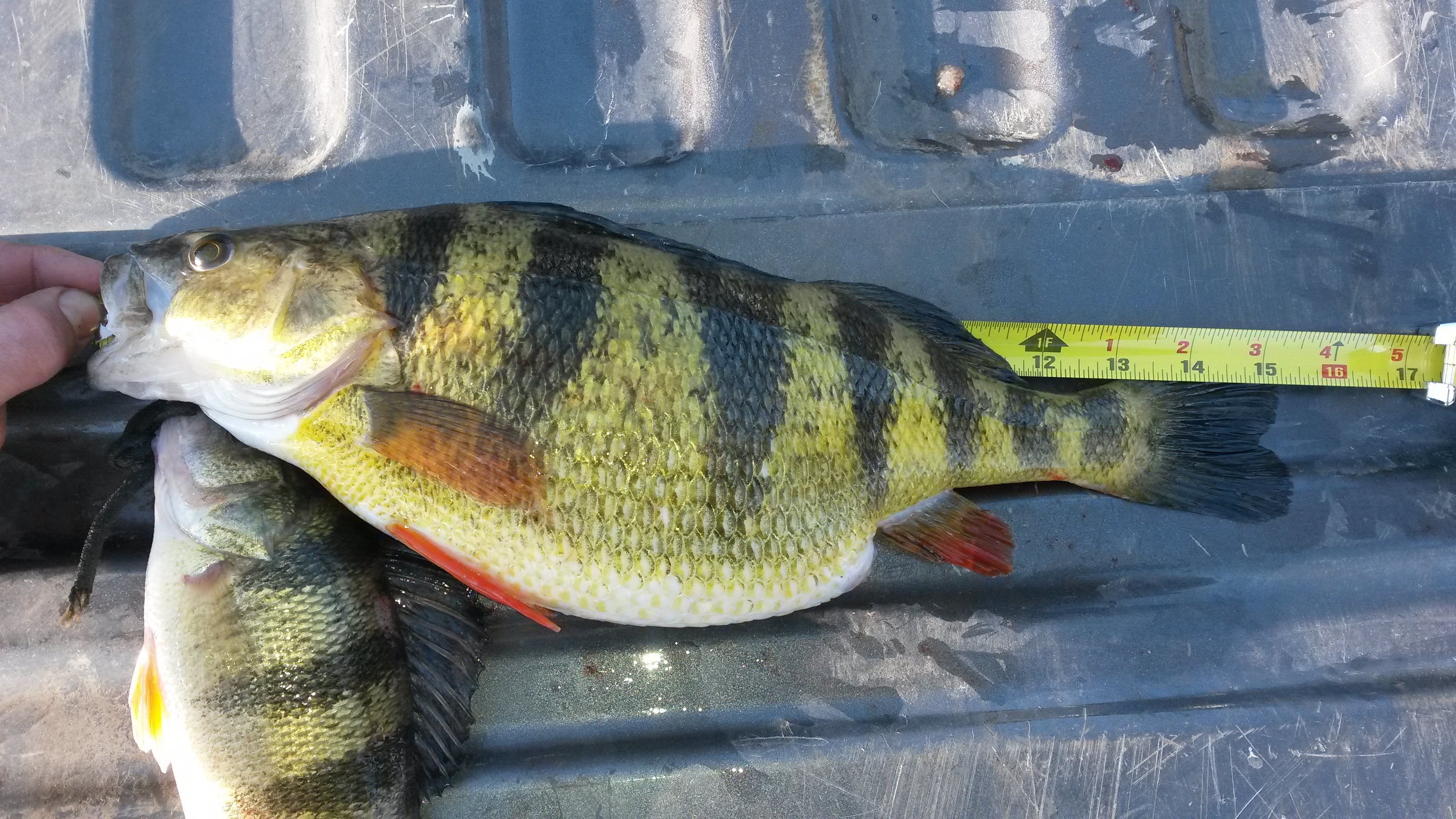 Mississippi river jumbo perch - Bluegills, Crappies, Perch & Whitebass -  Bluegills, Crappies, Perch & Whitebass