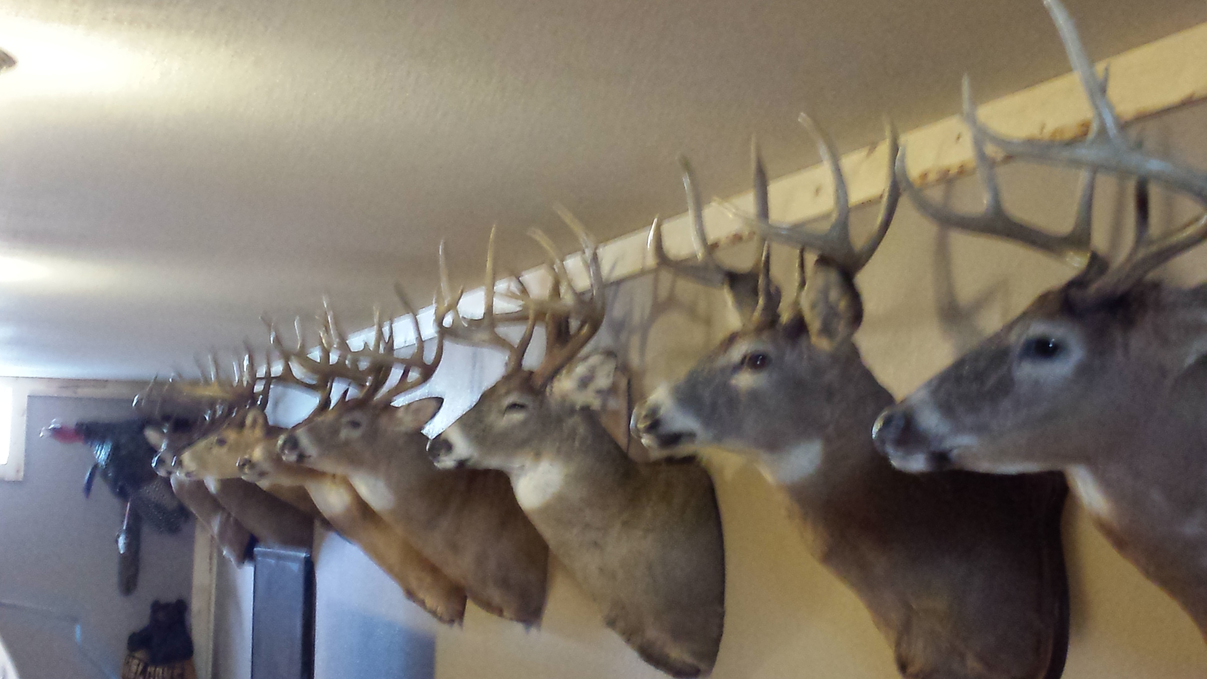2014 Iowa Bow Buck Mount Deer Hunting In Depth Outdoors