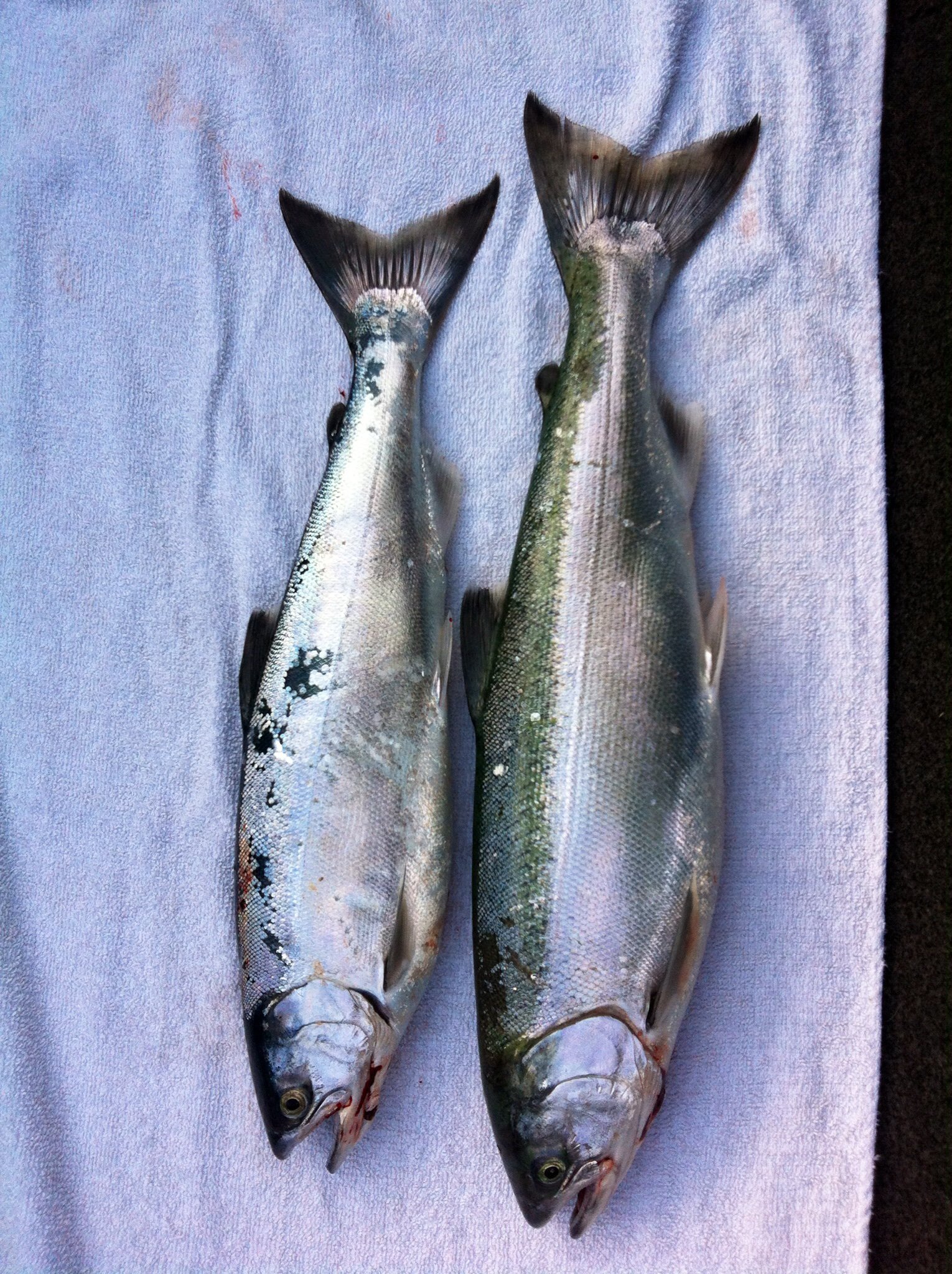 Coho, Rainbow or one of each? - General Discussion Forum - General