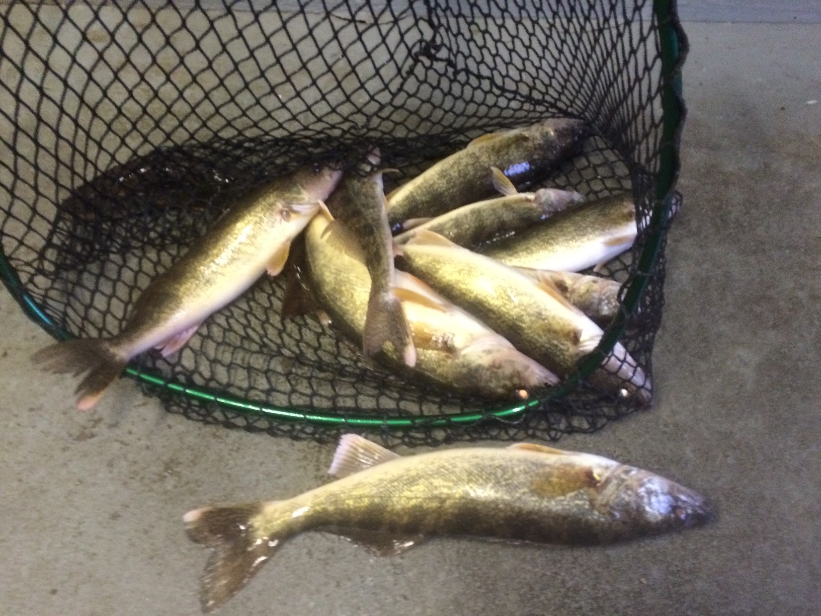 The Walleye of July- Leech Lake - Leech Lake - Leech Lake