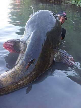 catfish river caught fishing texas dam possum kingdom brazos big fish ohio huge giant lake below tx south rivers lbs