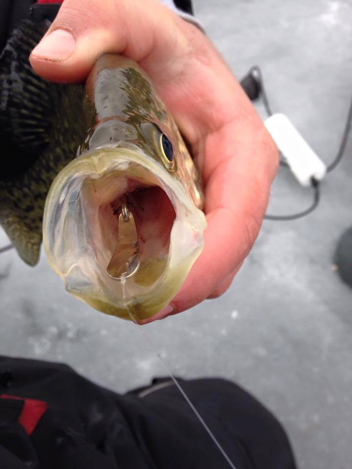 Fishing with slender spoons - Ice Fishing Forum - Ice Fishing Forum