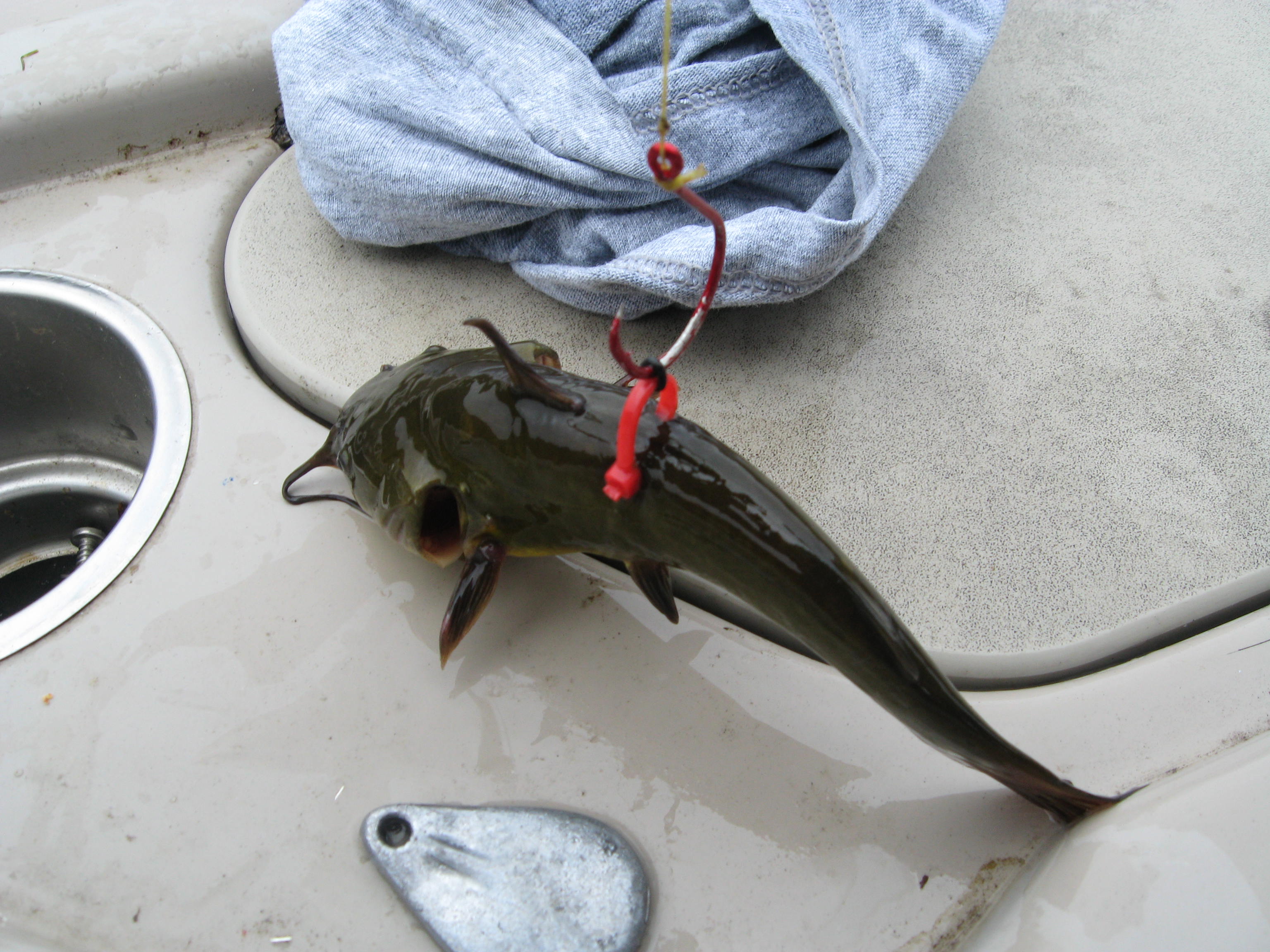 Cat Tip of the Day: Zip Tie Bridle Rig - Catfish & Sturgeon