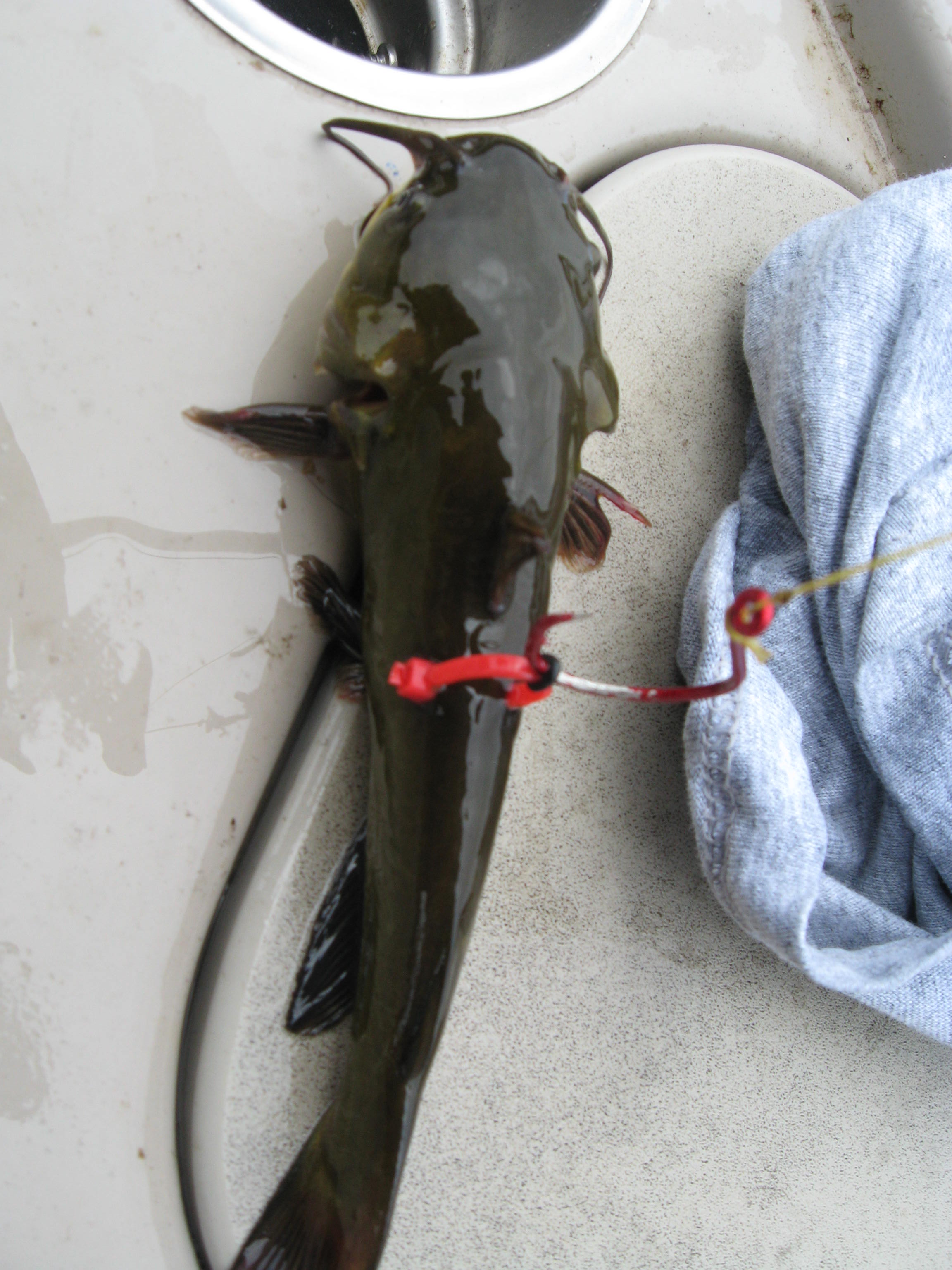 Cat Tip of the Day: Zip Tie Bridle Rig - Catfish & Sturgeon - Catfish &  Sturgeon