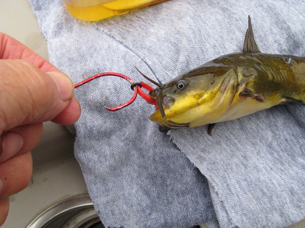 Cat Tip of the Day: Zip Tie Bridle Rig - Catfish & Sturgeon