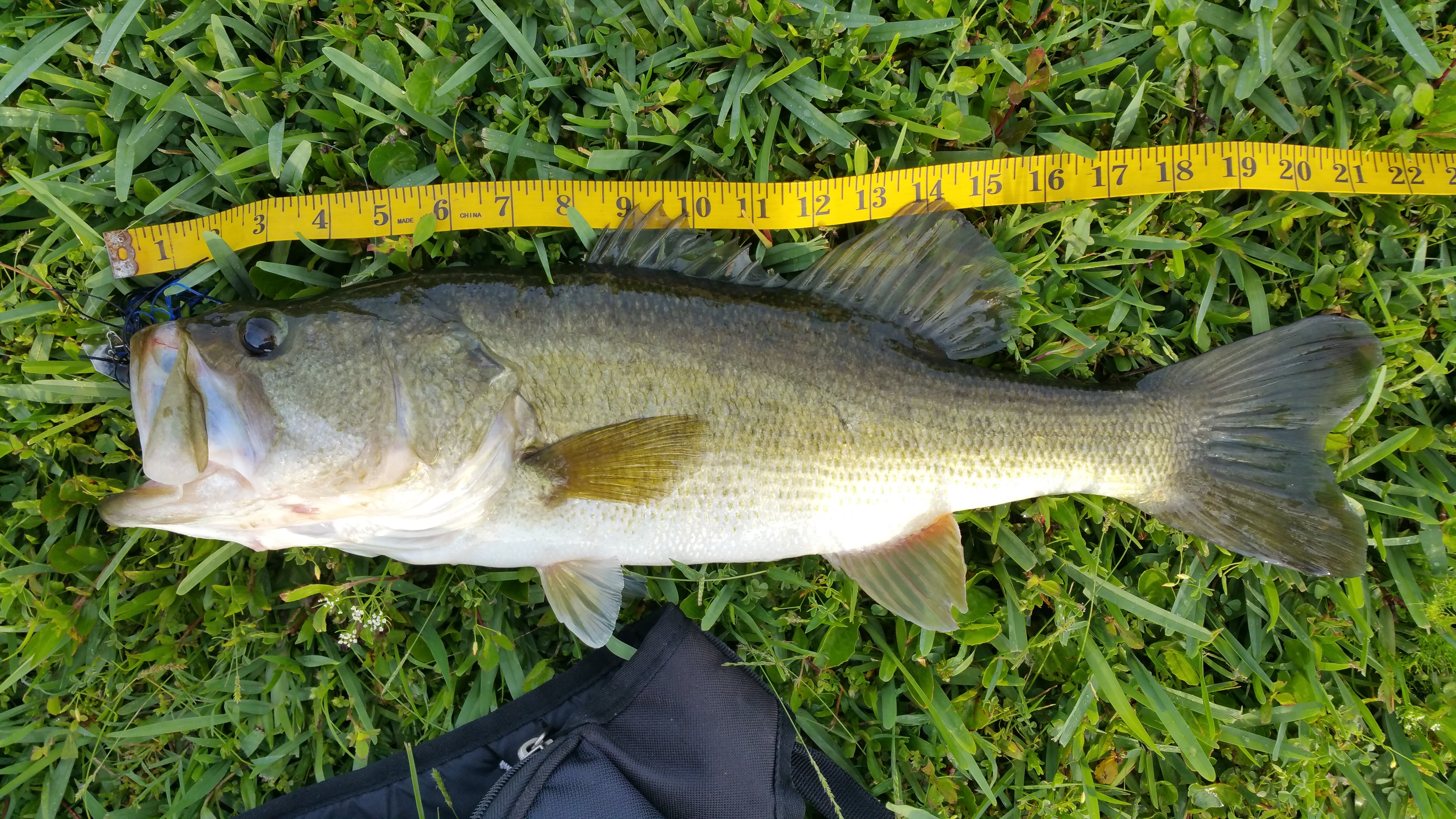 2016 Bass Photos - Smallmouth & Largemouth Bass | In-Depth Outdoors