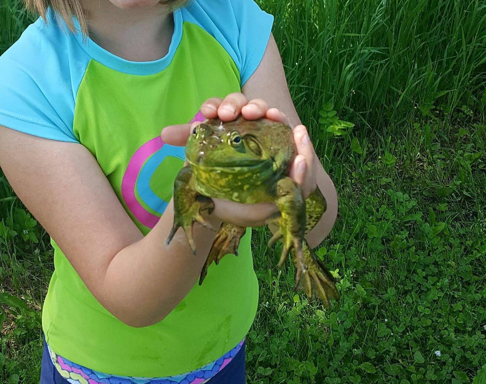 bullfrogs-general-discussion-forum-in-depth-outdoors