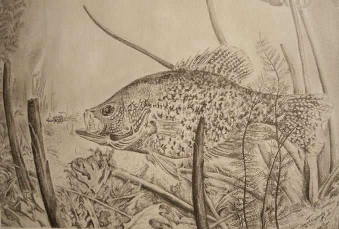 Another Crappie Drawing (photo) - Bluegills, Crappies, Perch & Whitebass -  Bluegills, Crappies, Perch & Whitebass