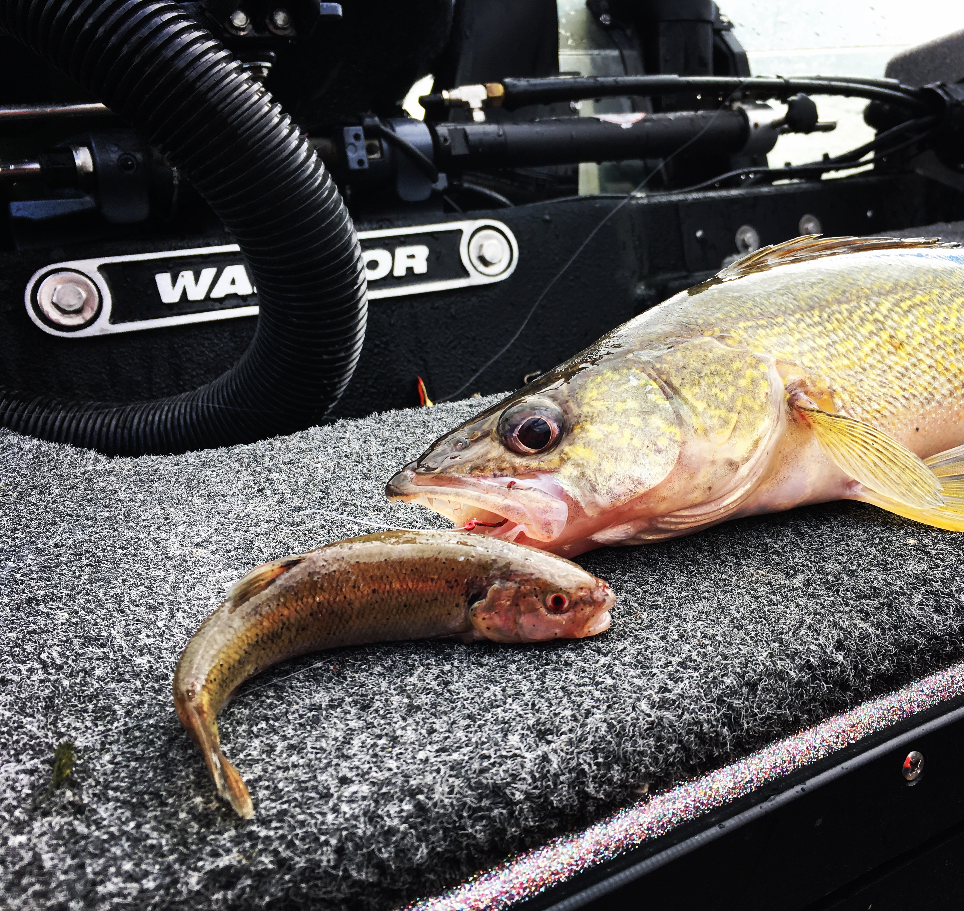 Walleye Presentations: How Big Can We Go?? - Walleye & Sauger - Walleye &  Sauger