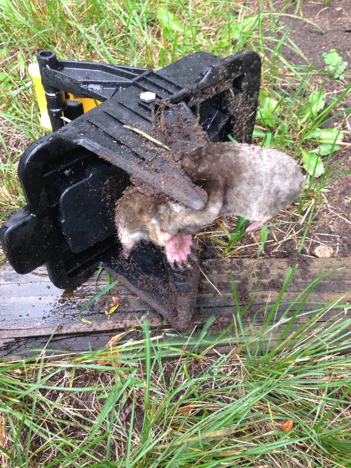 https://www.in-depthoutdoors.com/wp-content/uploads/2017/08/TomCat-Mole-trap.jpg