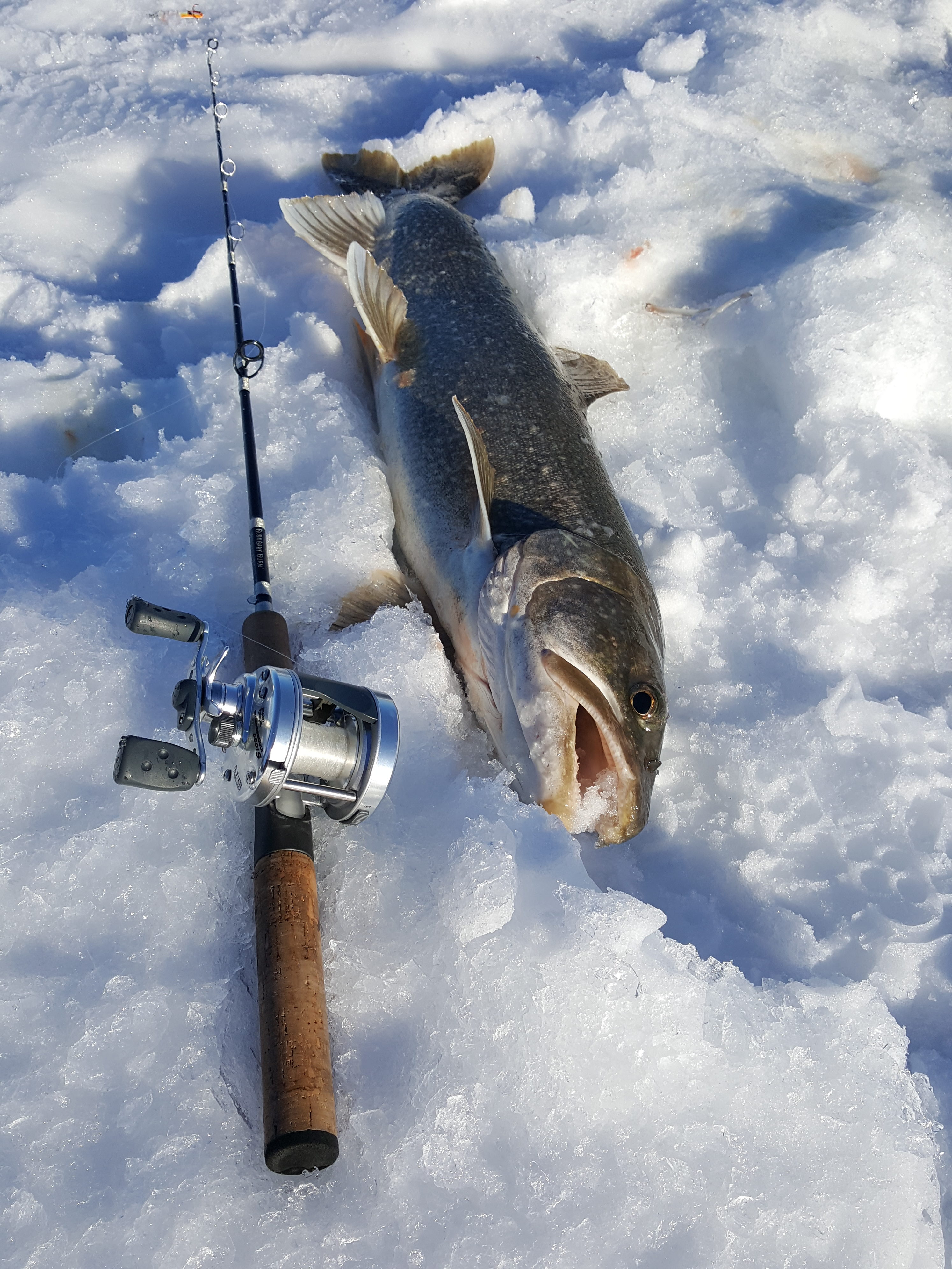 Looking for a laker blank - Ice Fishing Forum - Ice Fishing Forum