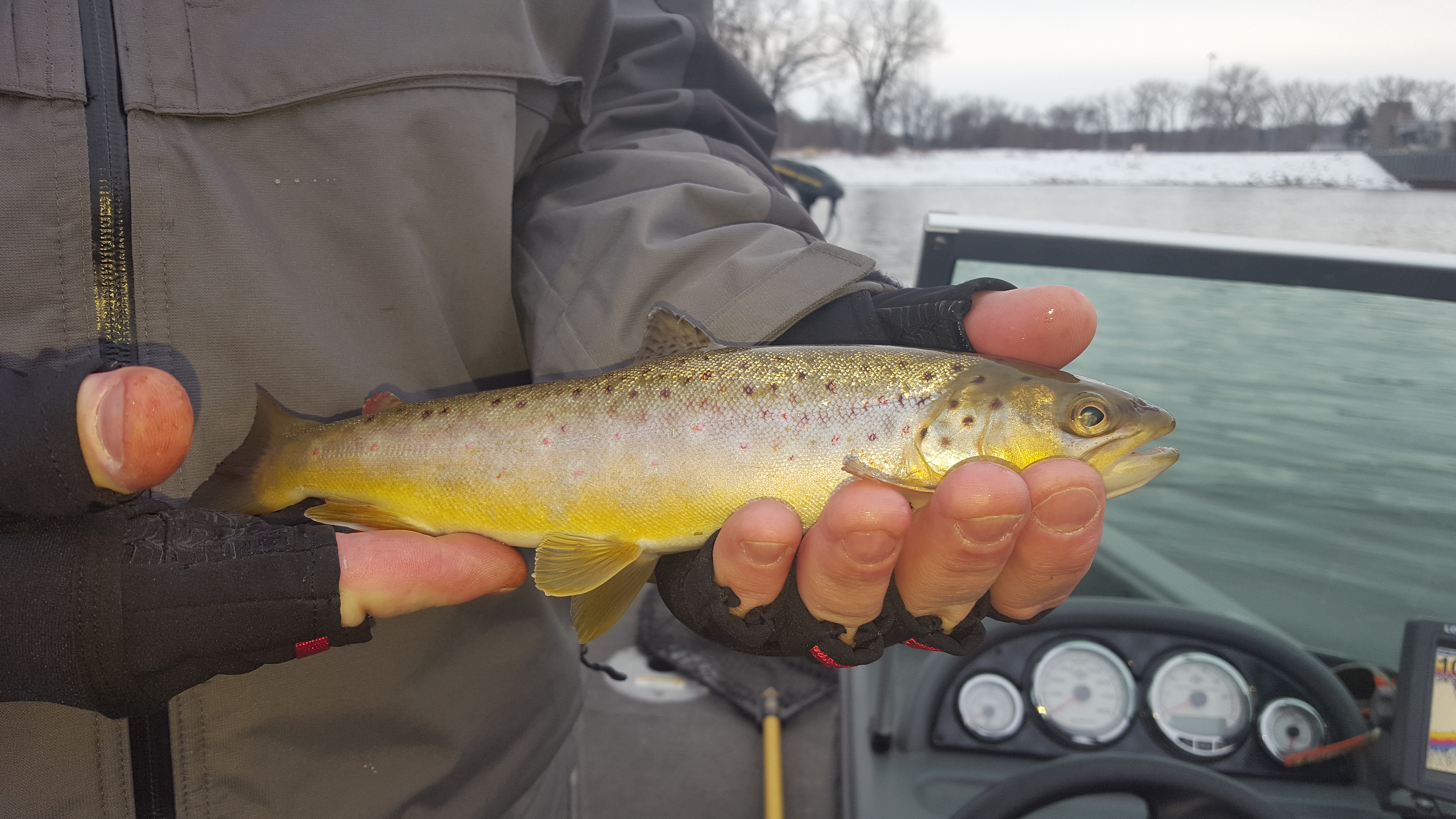 Where is the mississippi trout thread? - Mississippi River – Walleye - Mississippi  River – Walleye