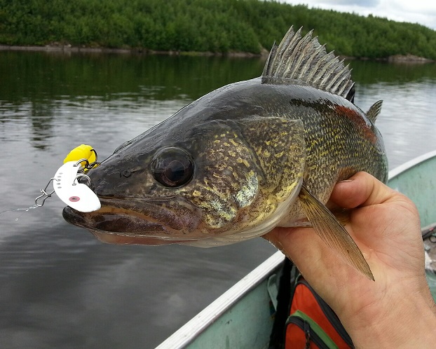 Chin hooked walleye, legal to keep? - General Discussion Forum - General  Discussion Forum - Page 4