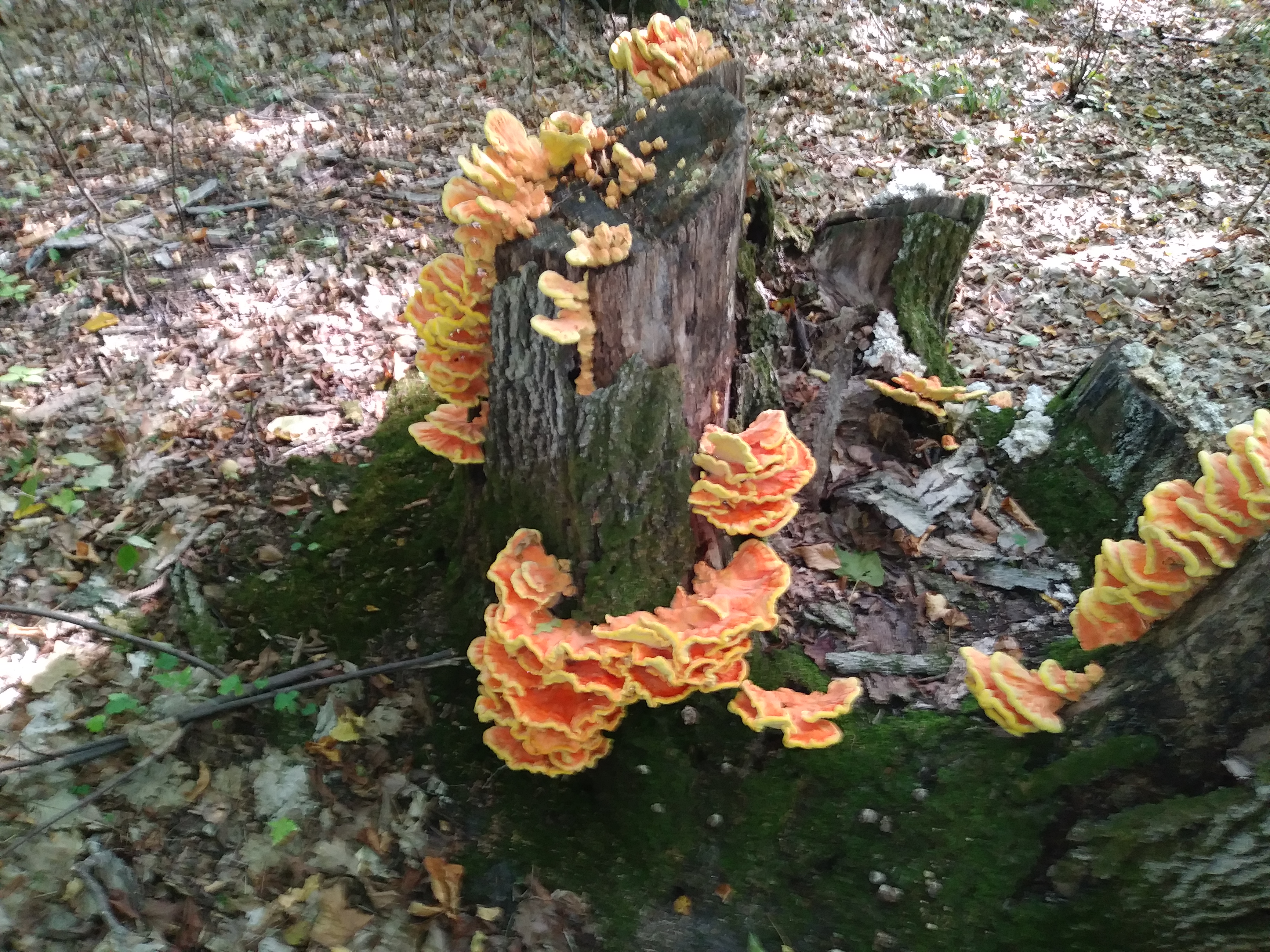 Chicken of the Woods - General Discussion Forum | In-Depth ...