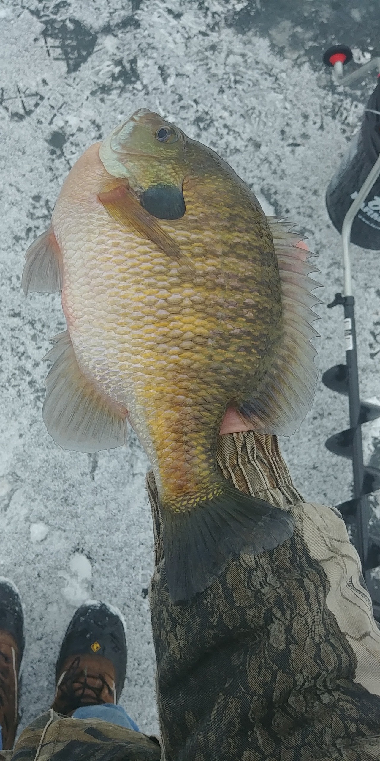 What's your personal best bluegill? - Ice Fishing Forum - Ice