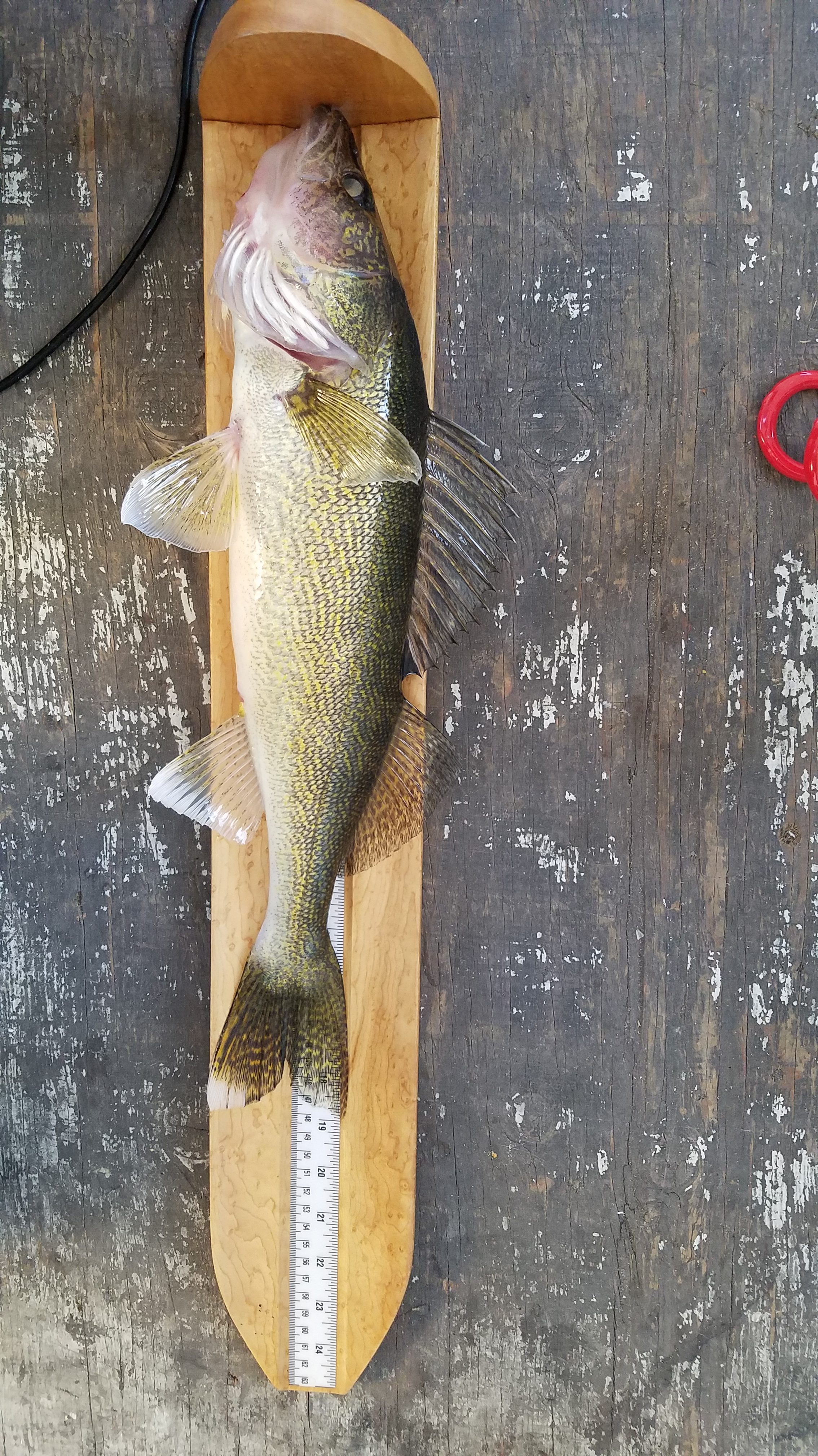 Measuring Boards - Bluegills, Crappies, Perch & Whitebass