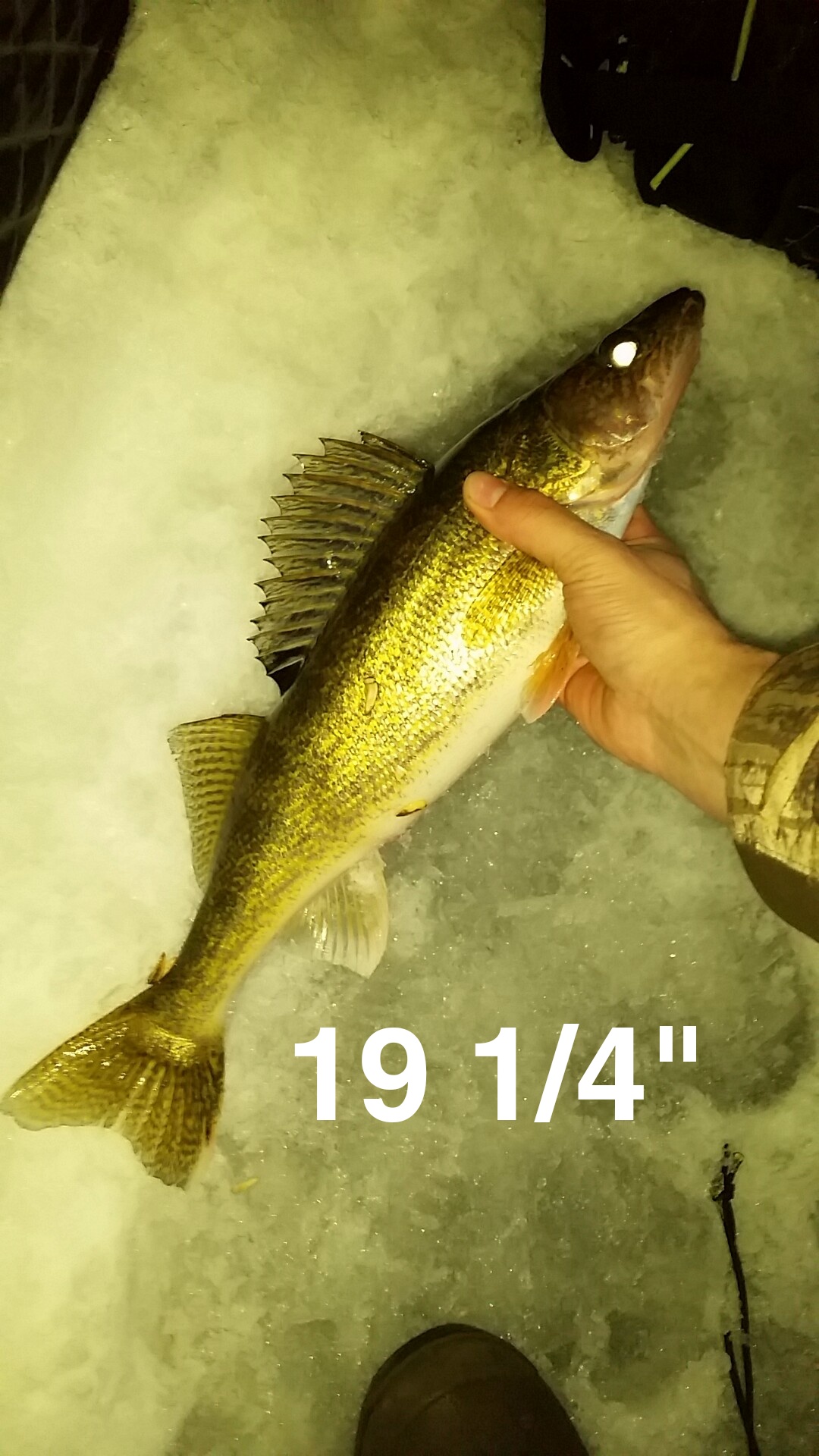 Rippin' Rap walleyes on early-ice (LiveScope first-timer) 