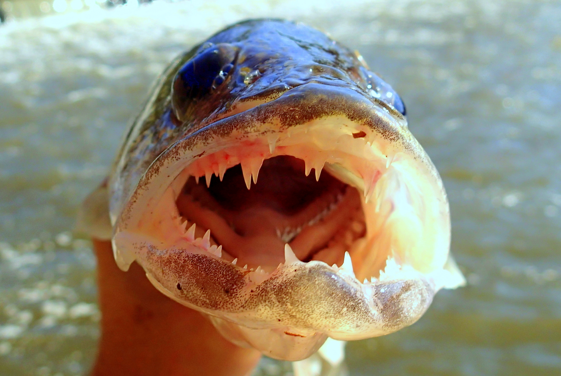 Recent Walleye TV Episode - Walleye & Sauger - Walleye & Sauger