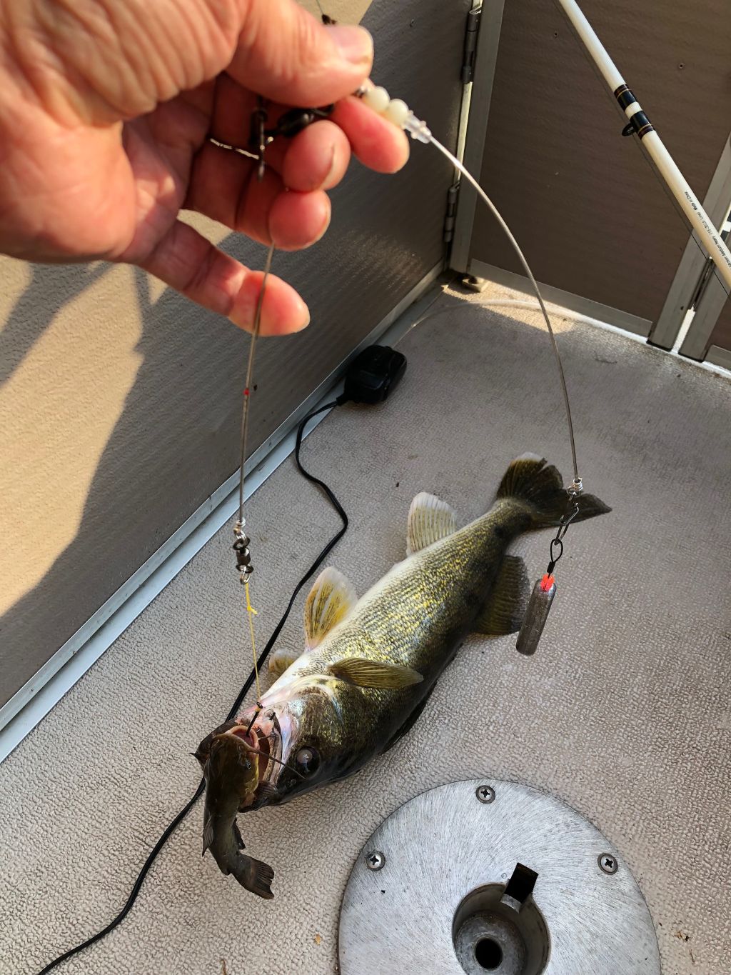 Walleye love those bullheads - St. Croix River - St. Croix River