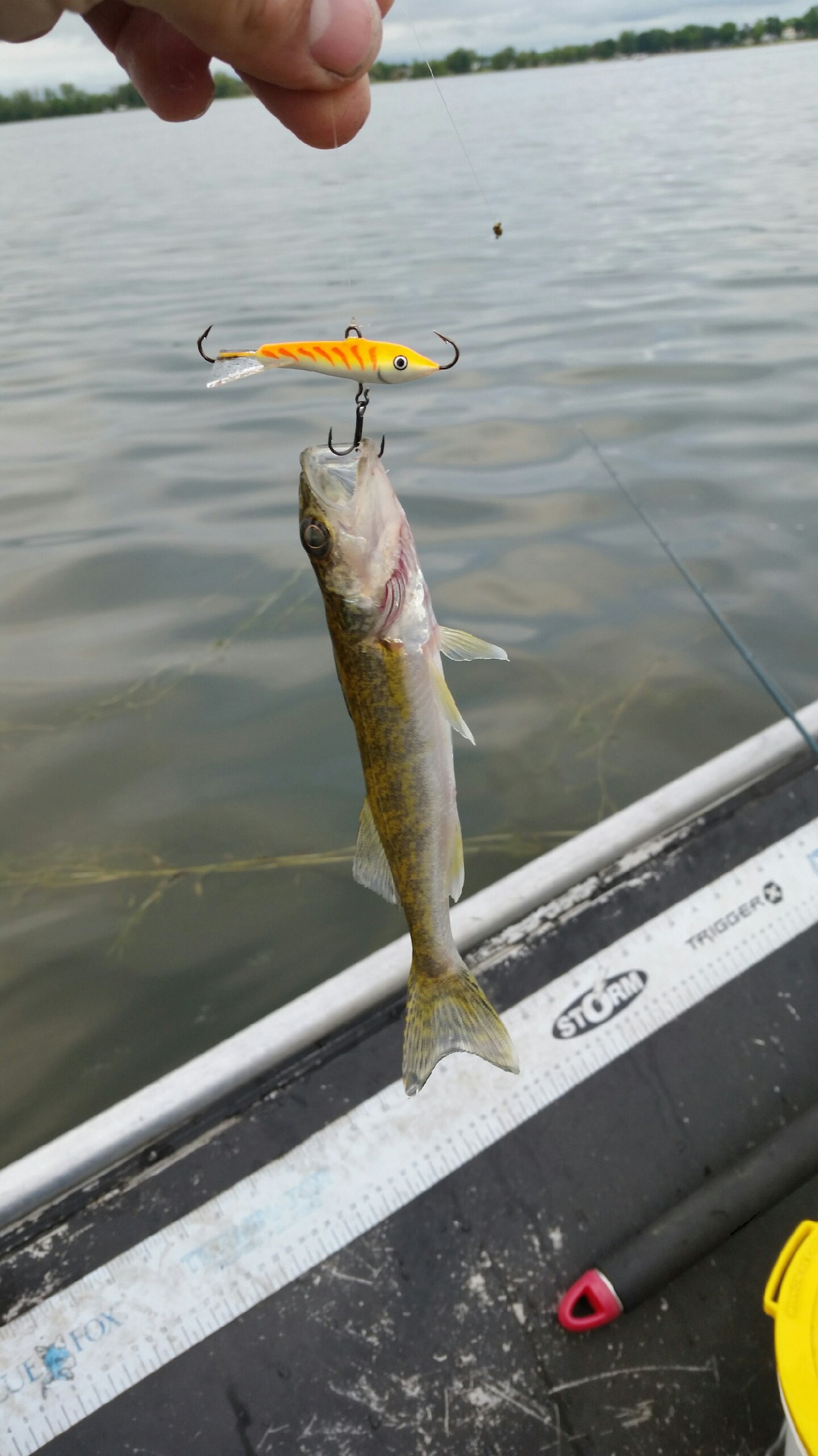 What's the smallest walleye you've ever caught? - General