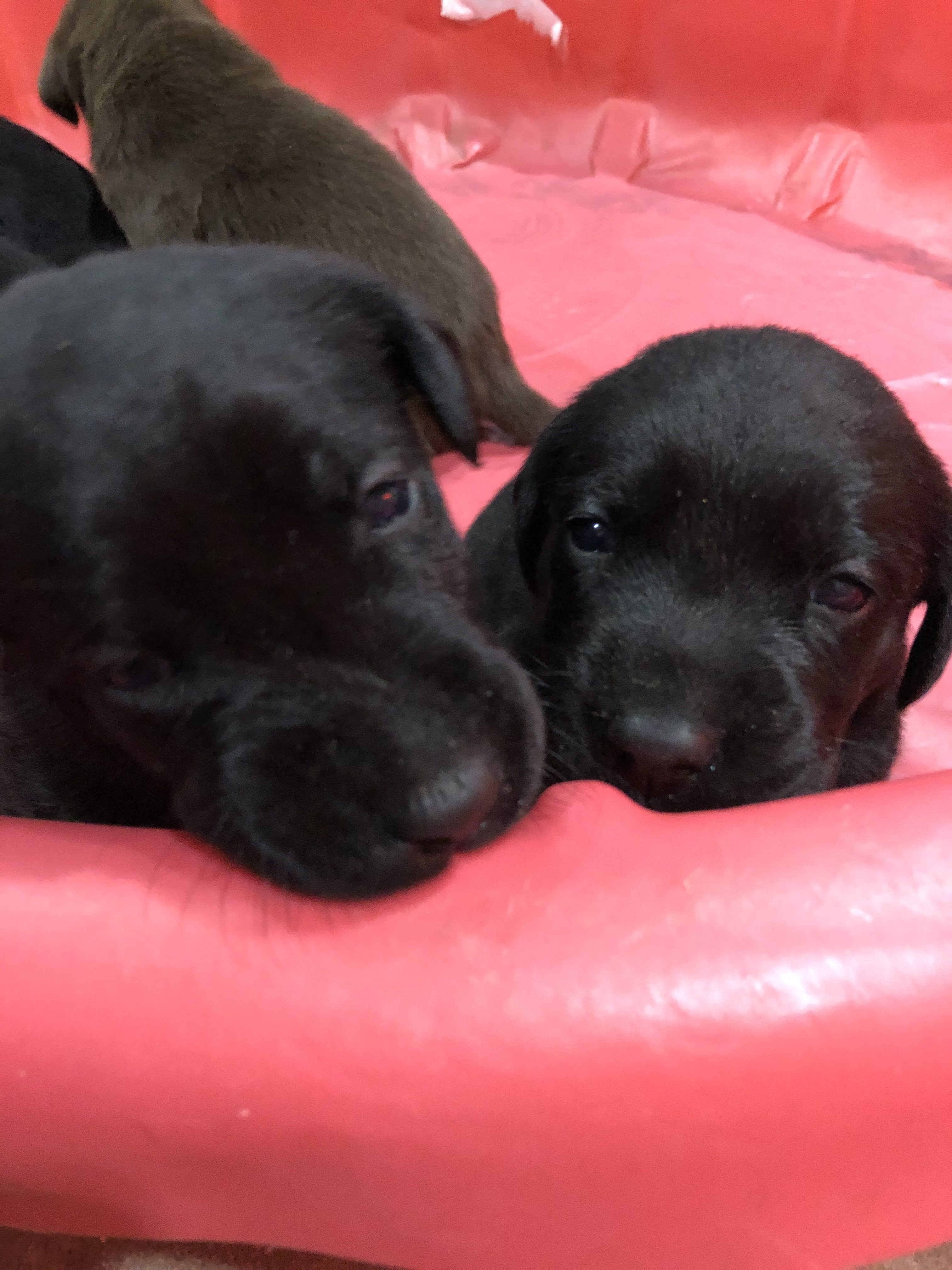 17 Best Photos Akc Lab Puppies Michigan : AKC Registered Black Lab Puppy for Sale in Lansing ...