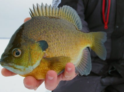 Bluegill, Species