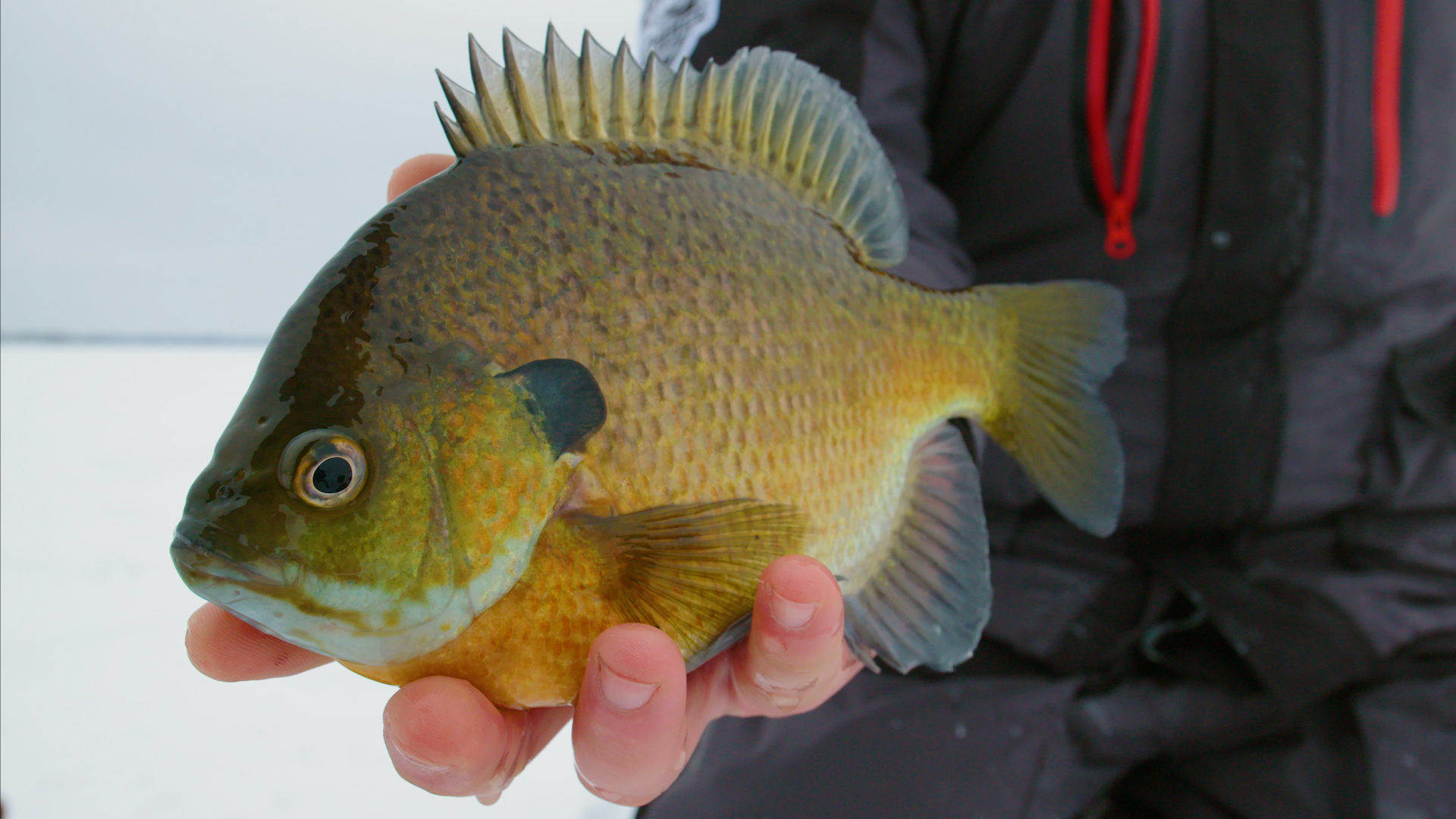 Ice Fishing for Clear Water Bluegills with Big Jigging Spoons, S14 E15