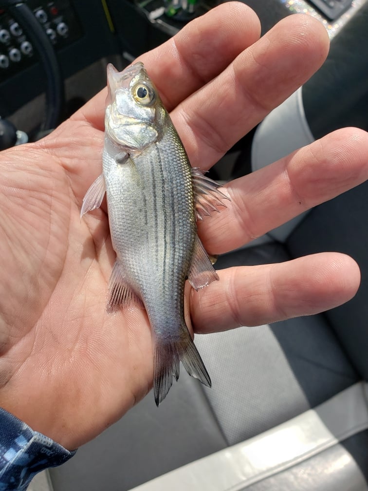 Total Lack of White Bass - Mississippi River – General Discussion