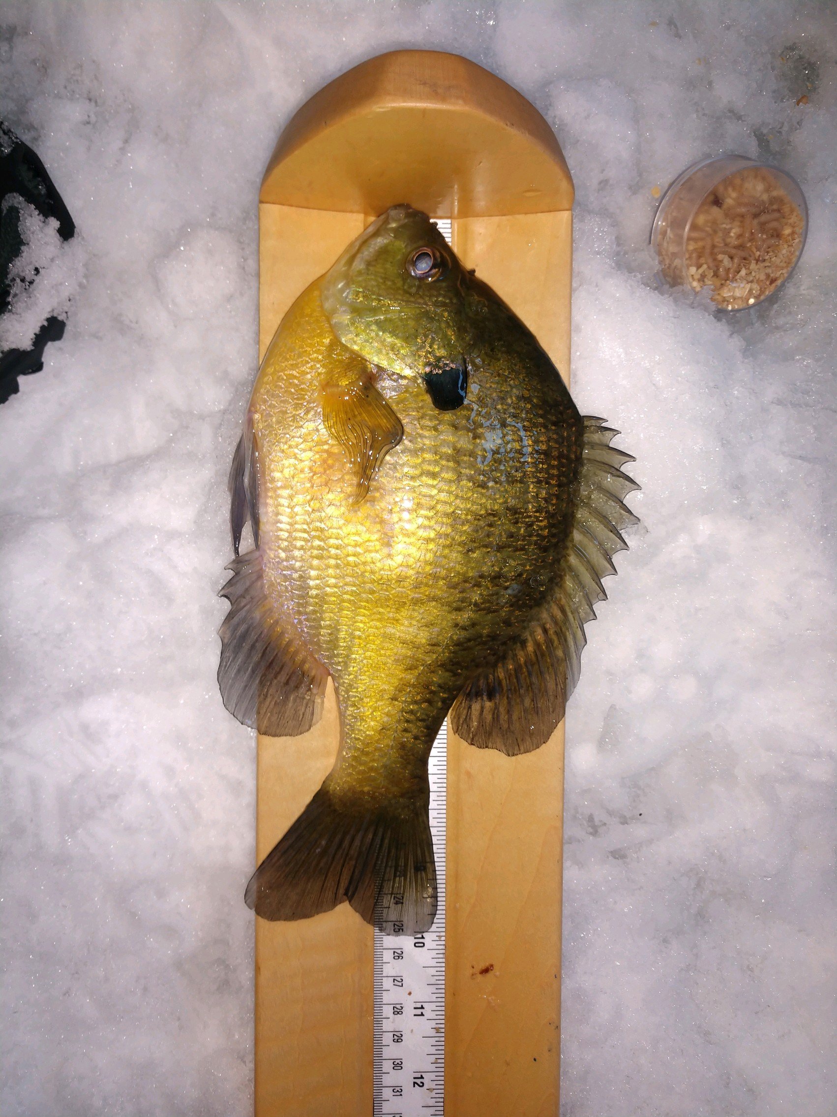 Looking for a new bump board. - Ice Fishing Forum - Ice Fishing