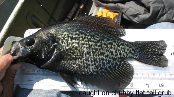 Crappie, yellow perch, sunfish - Bluegills, Crappies, Perch