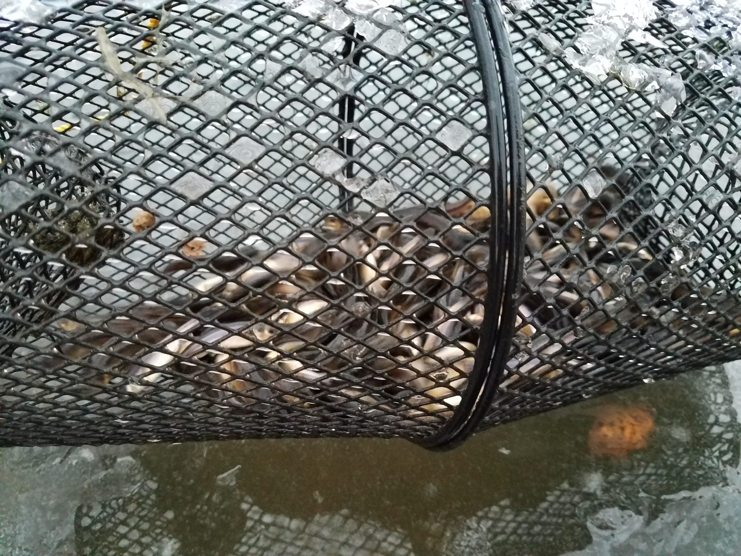 Anyone still trapping their minnows? - Ice Fishing Forum - Ice