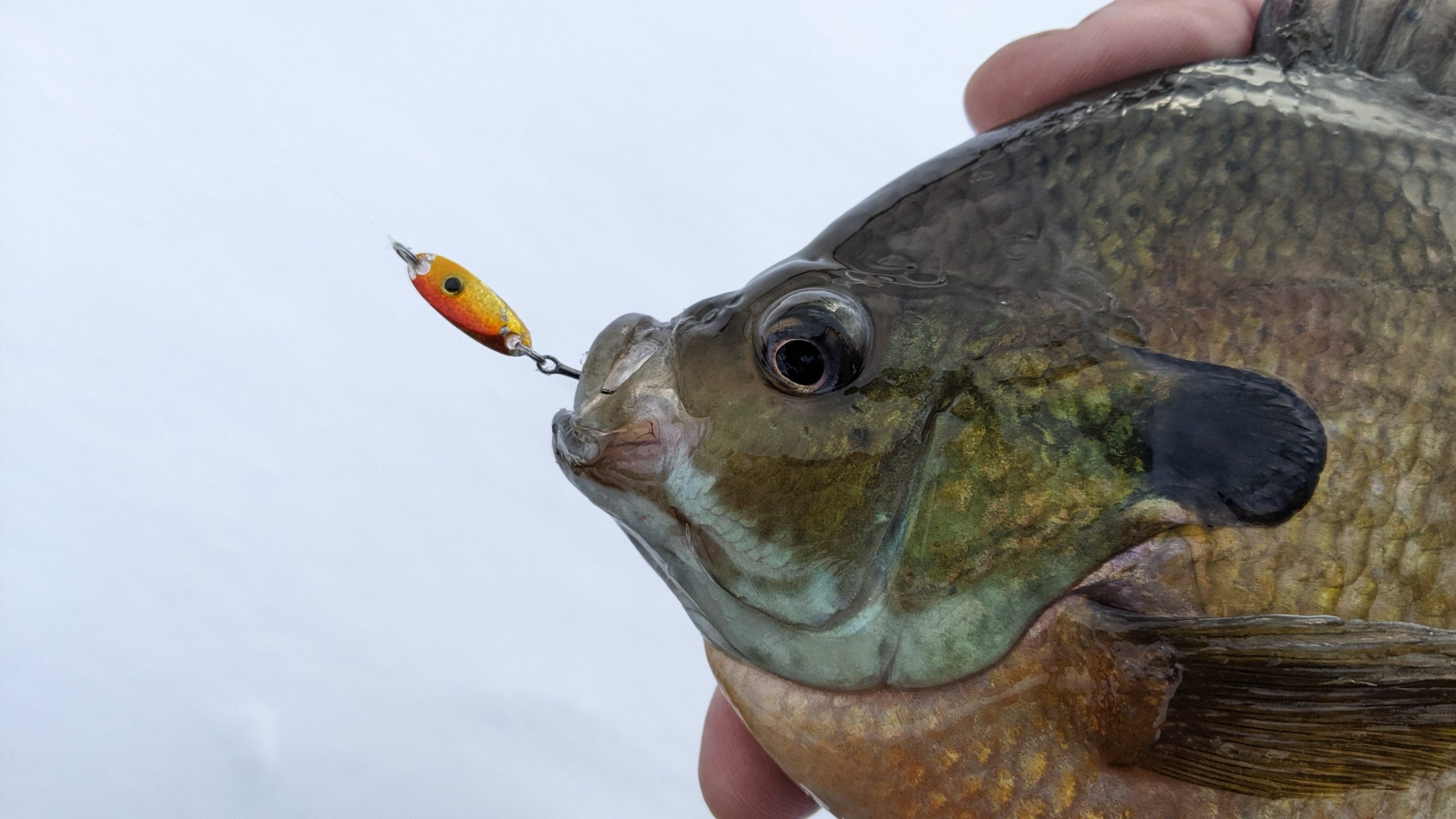 Spoons for panfish - Ice Fishing Forum - Ice Fishing Forum