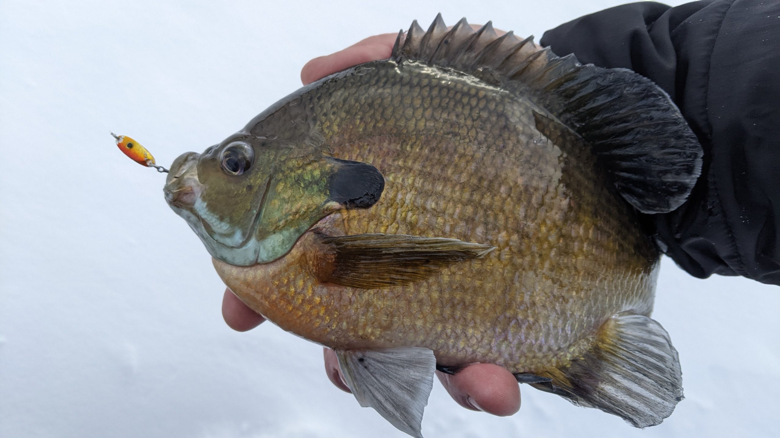 Spoons for panfish - Ice Fishing Forum - Ice Fishing Forum