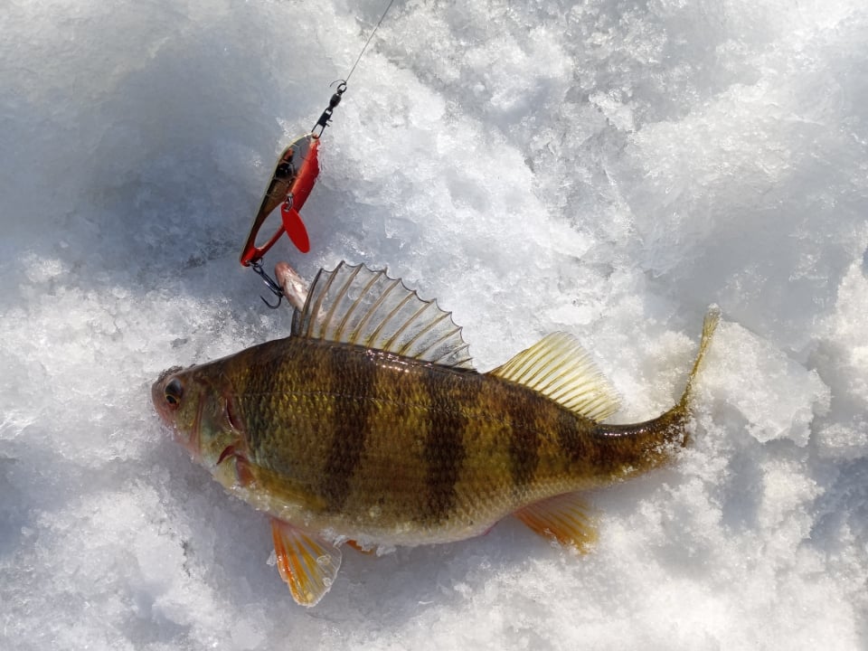 2 Lures that interest me: Frostbite Dinner Bell & Simcoe Bug - Ice Fishing  Forum - Ice Fishing Forum