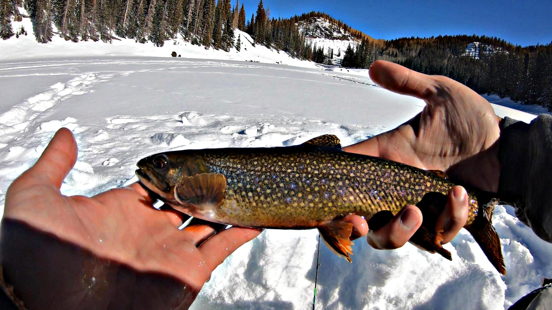 Brookies, Bows, and Cutbows for dinner - Ice Fishing Forum - Ice Fishing  Forum