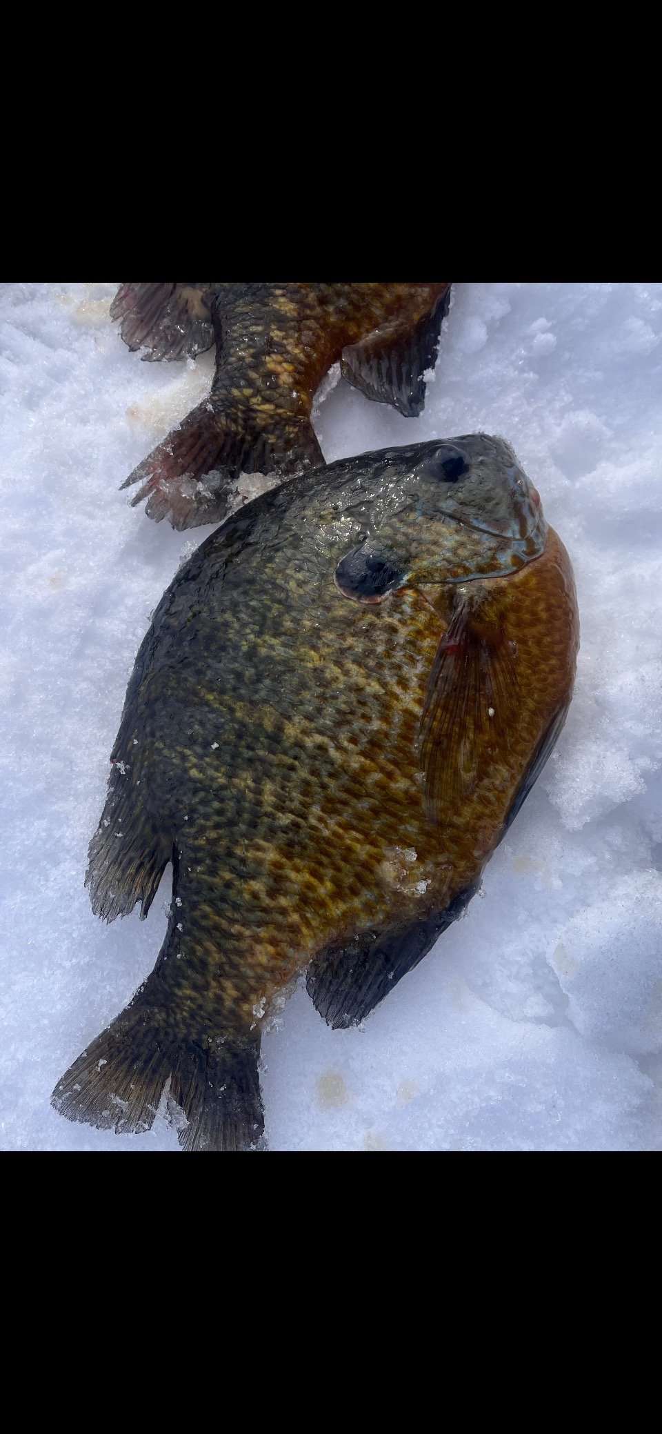 What type of sunfish are these - General Discussion Forum - General  Discussion Forum