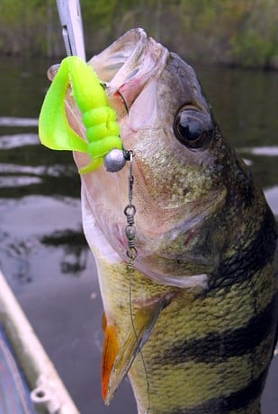 A Lot Of Fish Hanging Perch Caught By Angler Fish Stringer On The