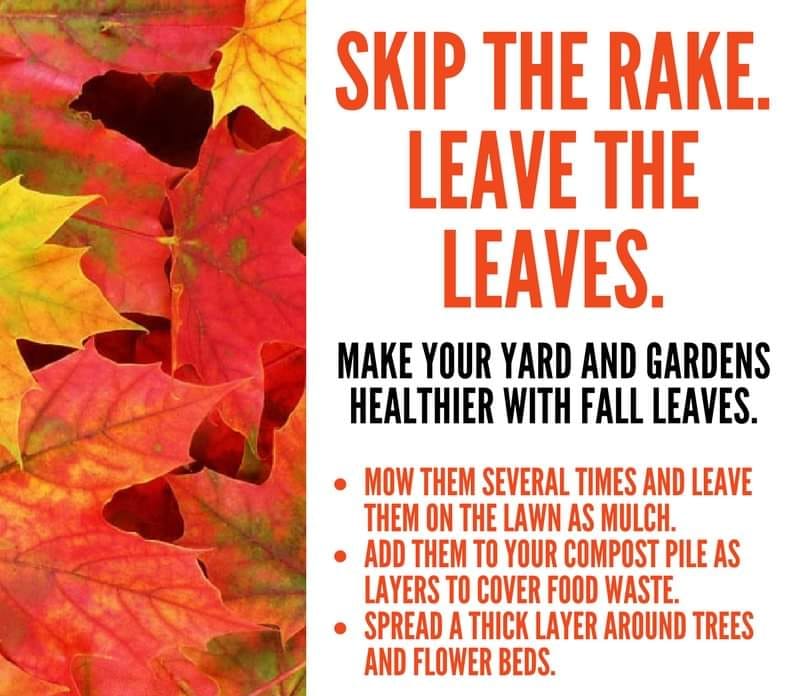 Get a leaf blower if leaves are leaving you bushed?