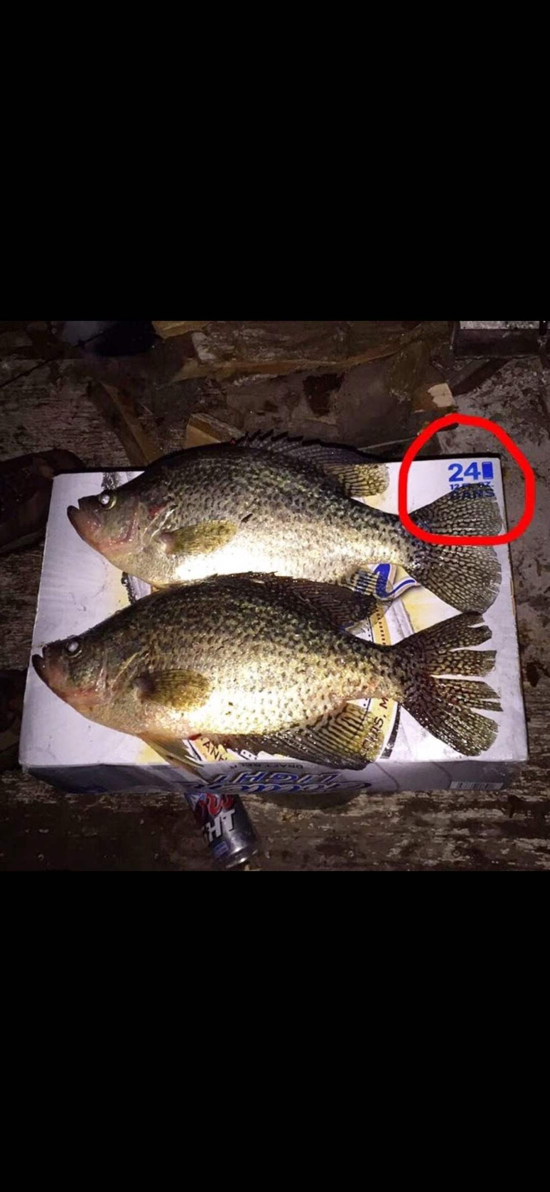 Trophy crappie in MN metro - Ice Fishing Forum - Ice Fishing Forum - Page 2