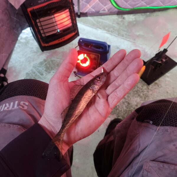 Nice Ice 2025 Ice Fishing Forum Ice Fishing Forum InDepth Outdoors