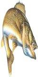 Profile picture of trytoofish