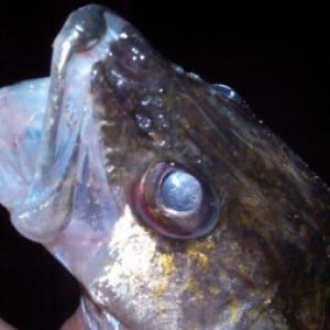 2 nice walleyes caught on bass spinner baits-need advice - Walleye